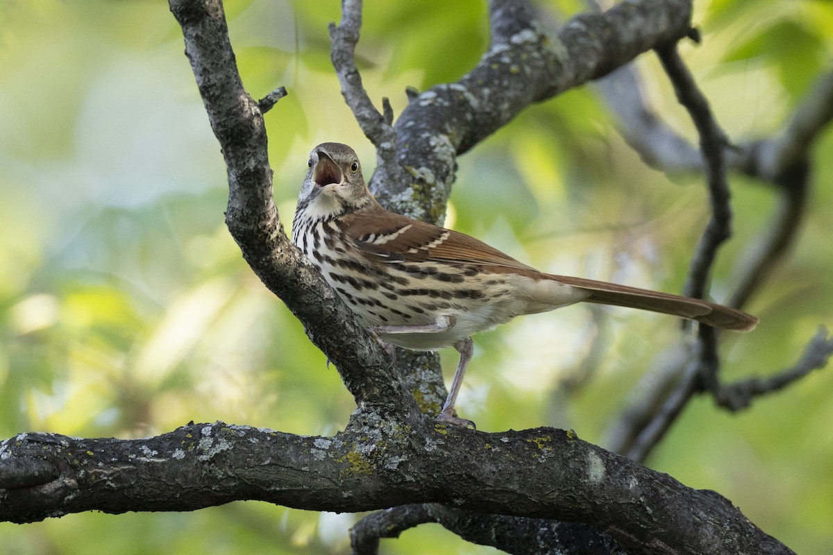 Brown Thrasher - ML642179110