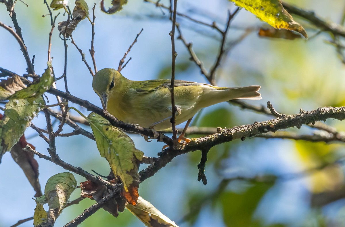 Tennessee Warbler - ML642179112