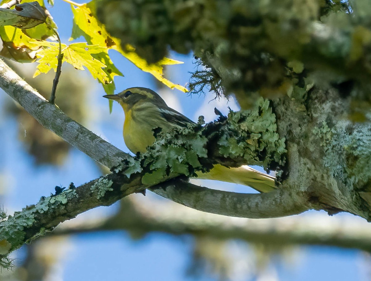 Blackburnian Warbler - ML642179125