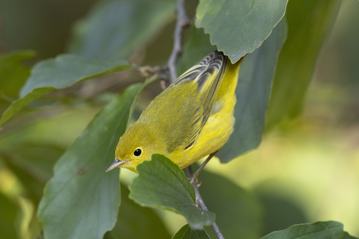 Yellow Warbler (Northern) - ML642179127