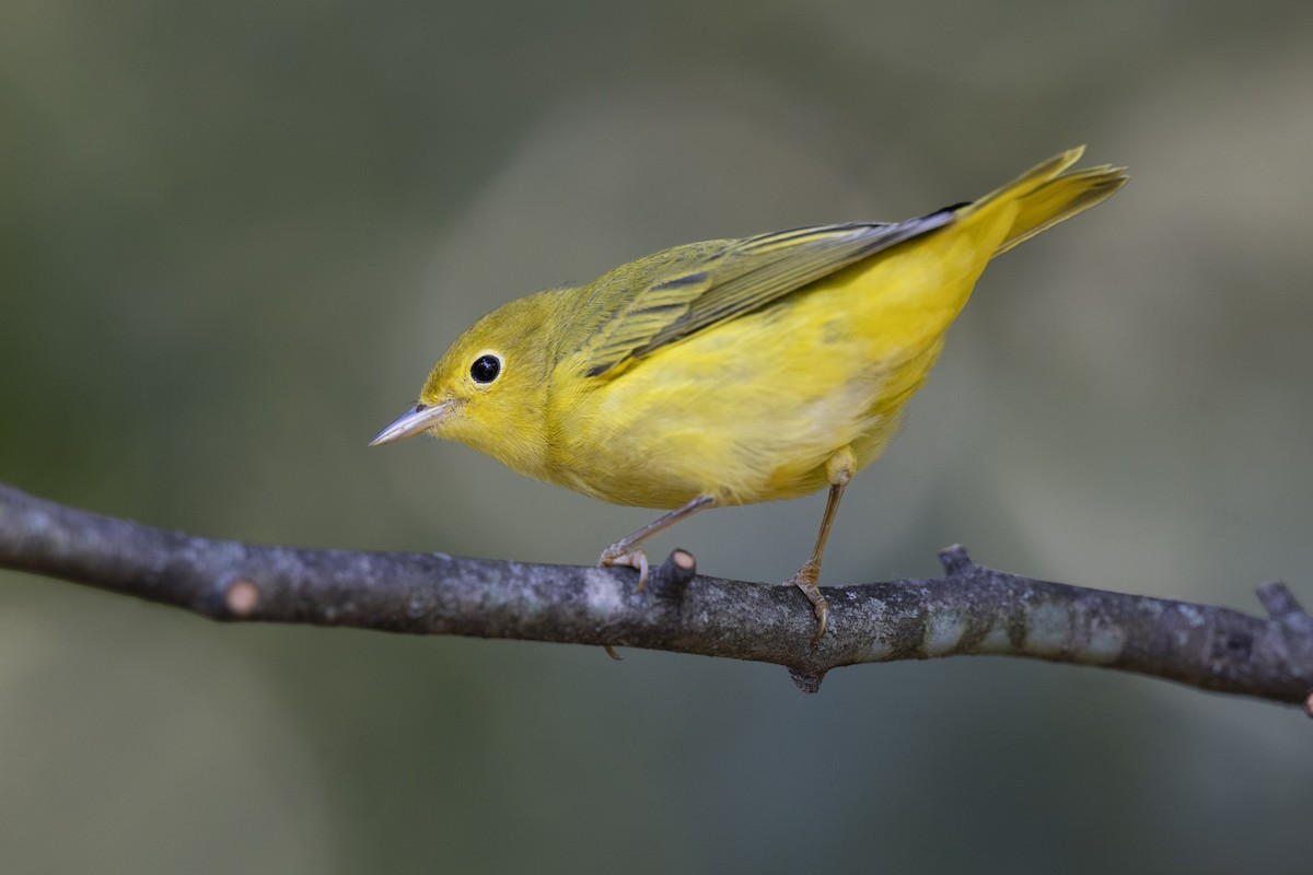Yellow Warbler (Northern) - ML642179128