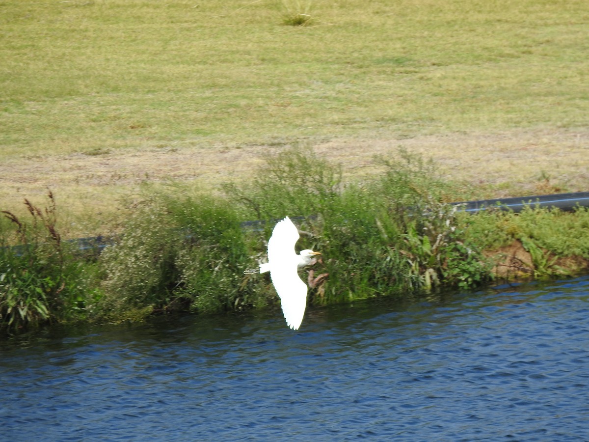 Western Cattle-Egret - ML642179130