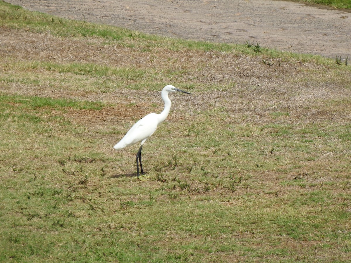Western Cattle-Egret - ML642179142