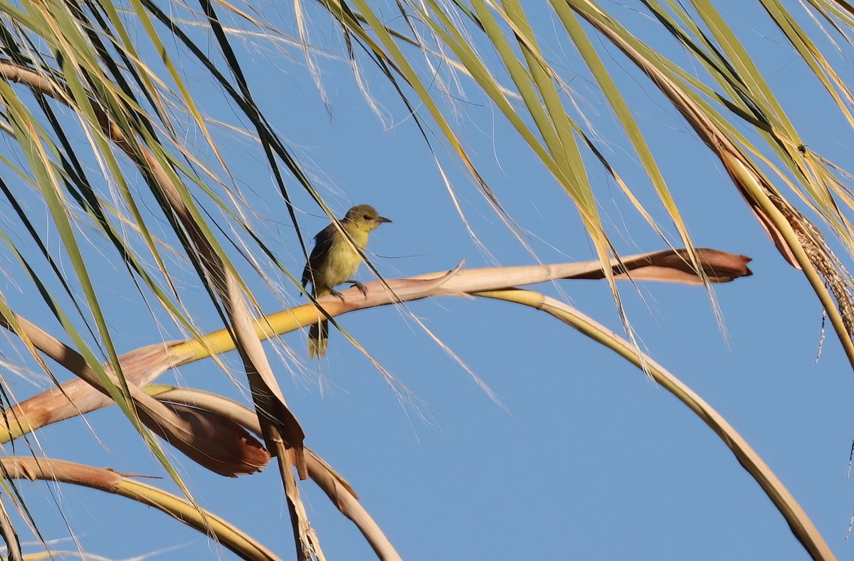 Hooded Oriole - ML642179149