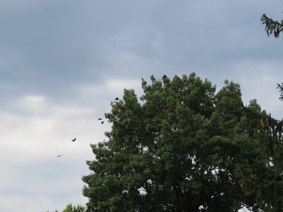 Fish Crow - ML642179185