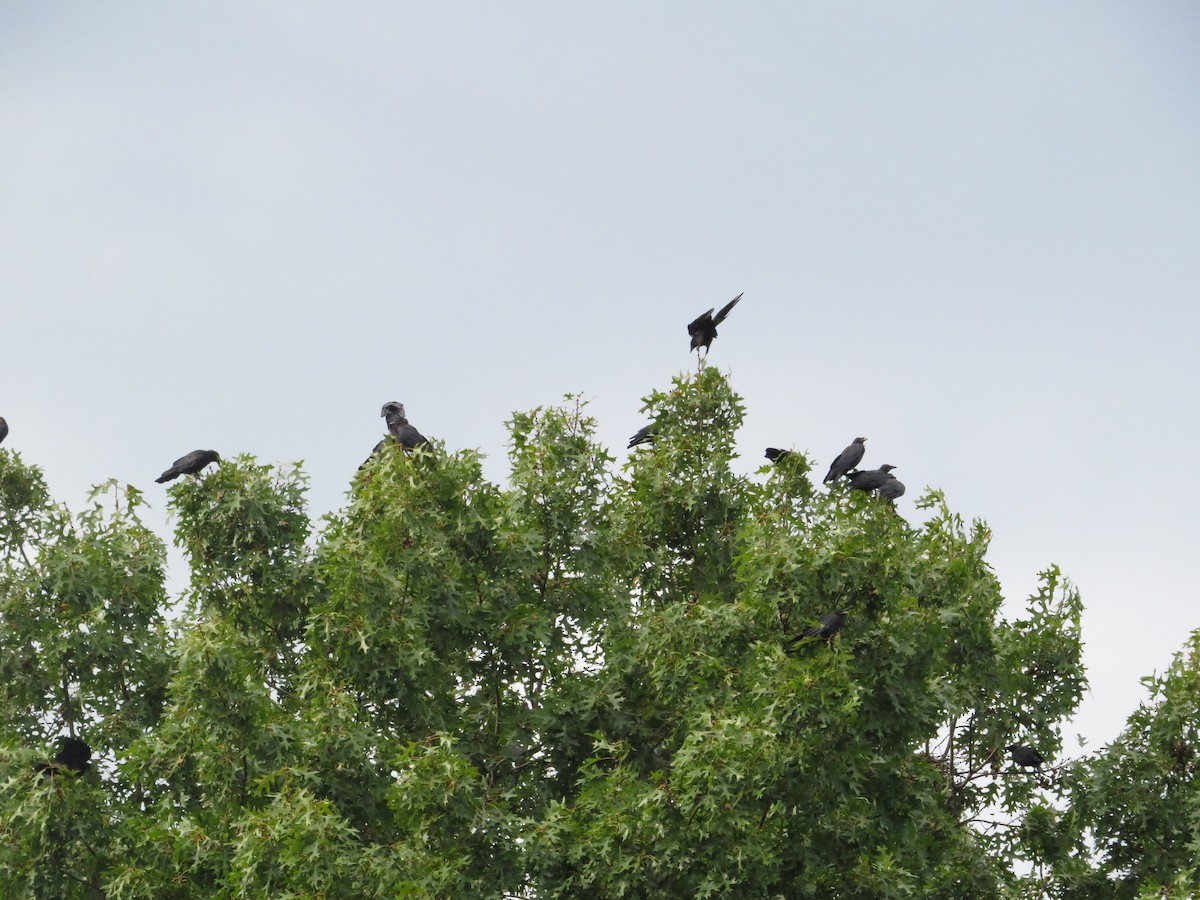 Fish Crow - ML642179186