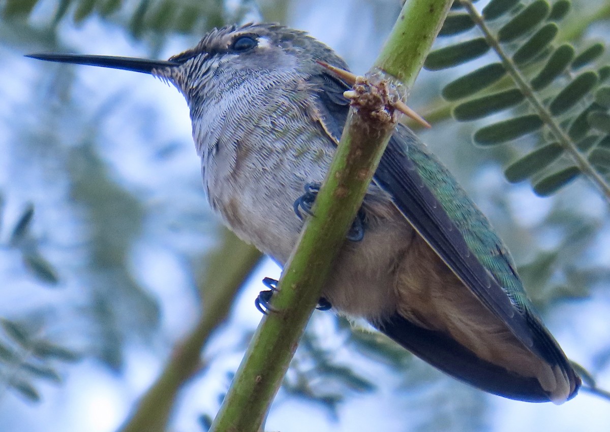 Anna's Hummingbird - ML642179190
