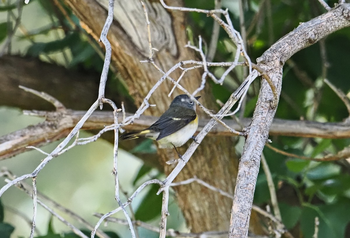American Redstart - ML642179192