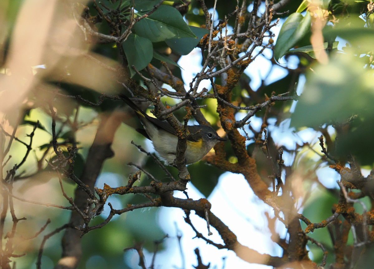 American Redstart - ML642179193