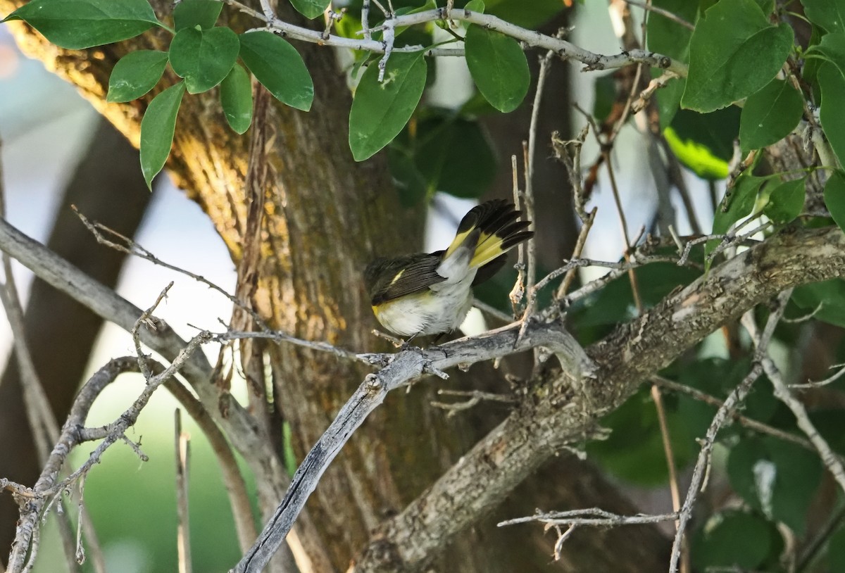 American Redstart - ML642179194