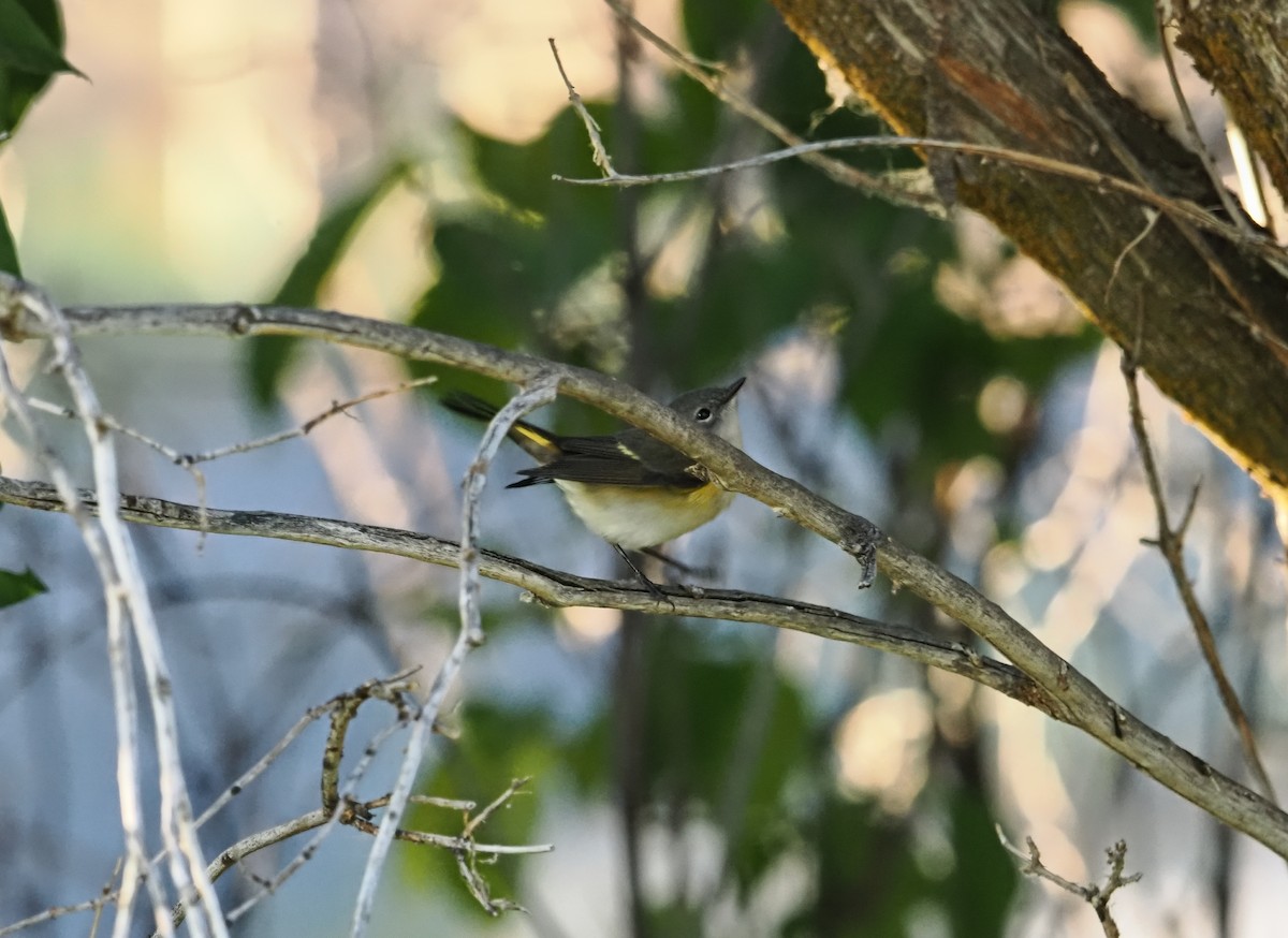 American Redstart - ML642179195