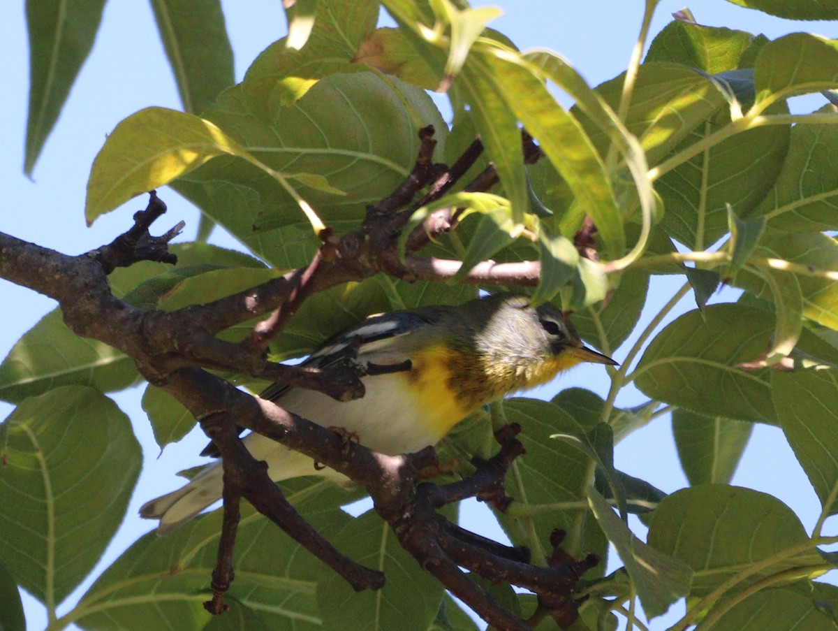 Northern Parula - ML642179224