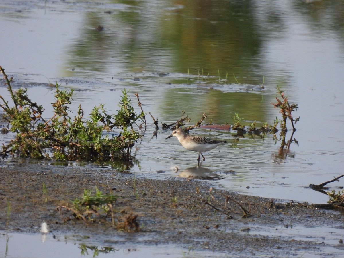 Semipalmated Sandpiper - ML642179228