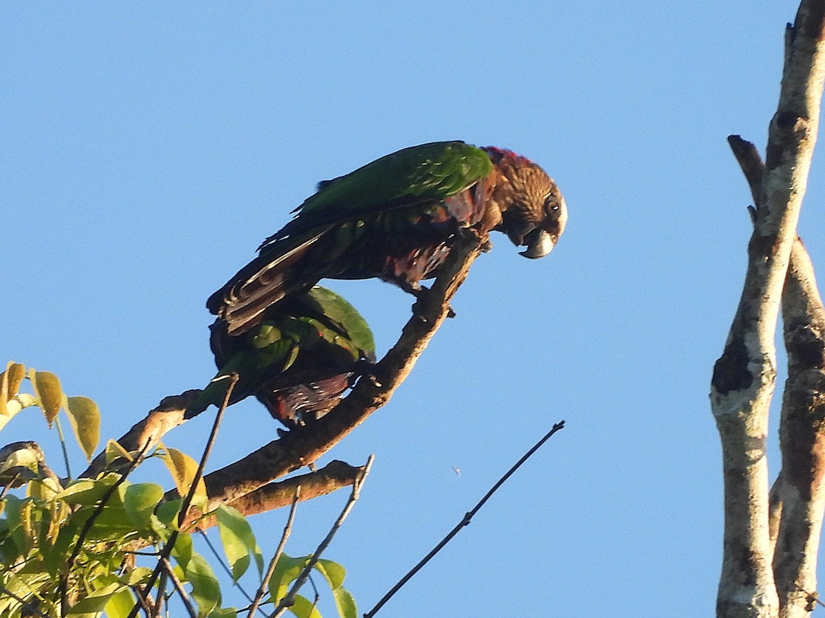 Red-fan Parrot - ML642179243