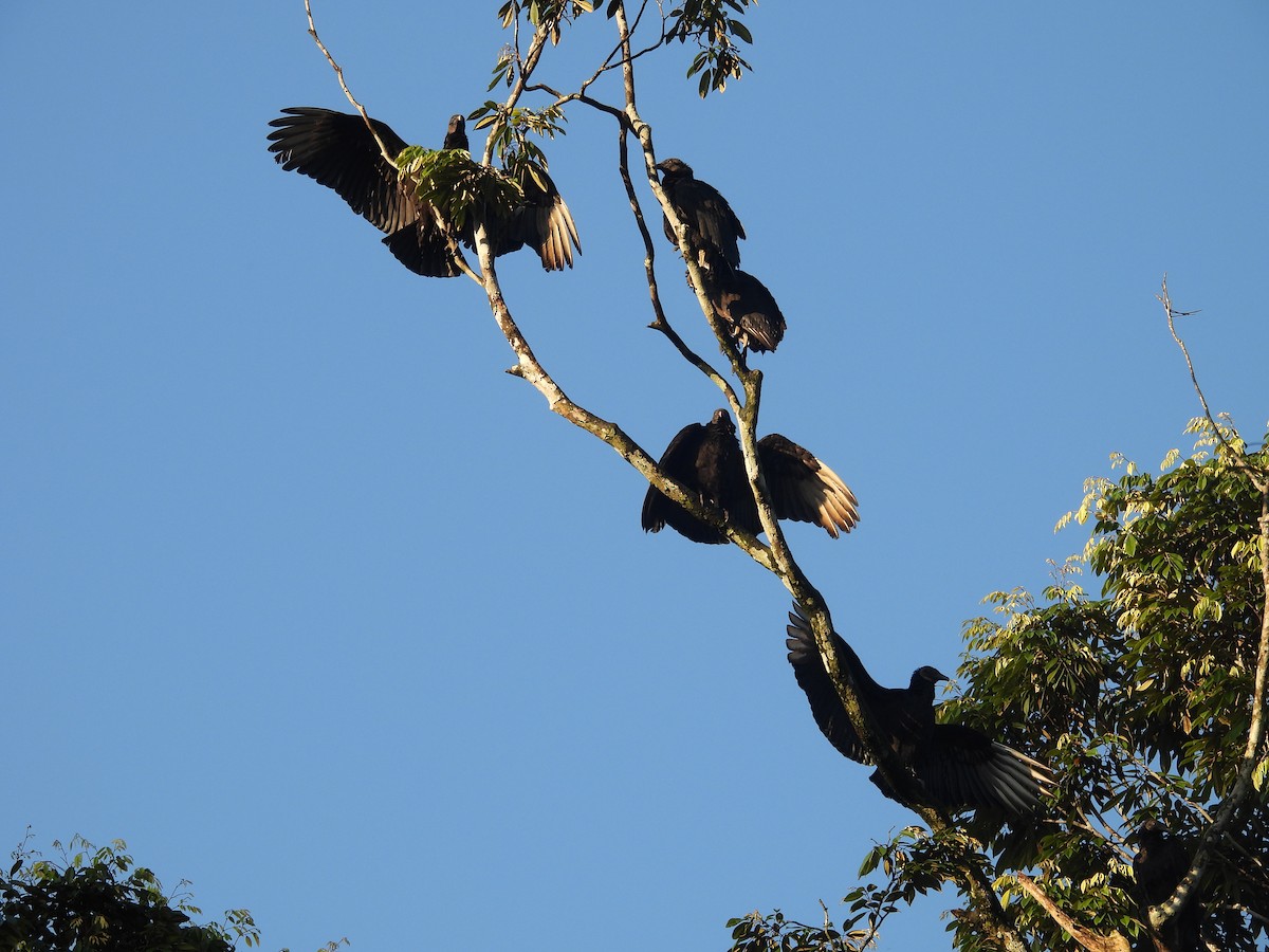 Black Vulture - ML642179270