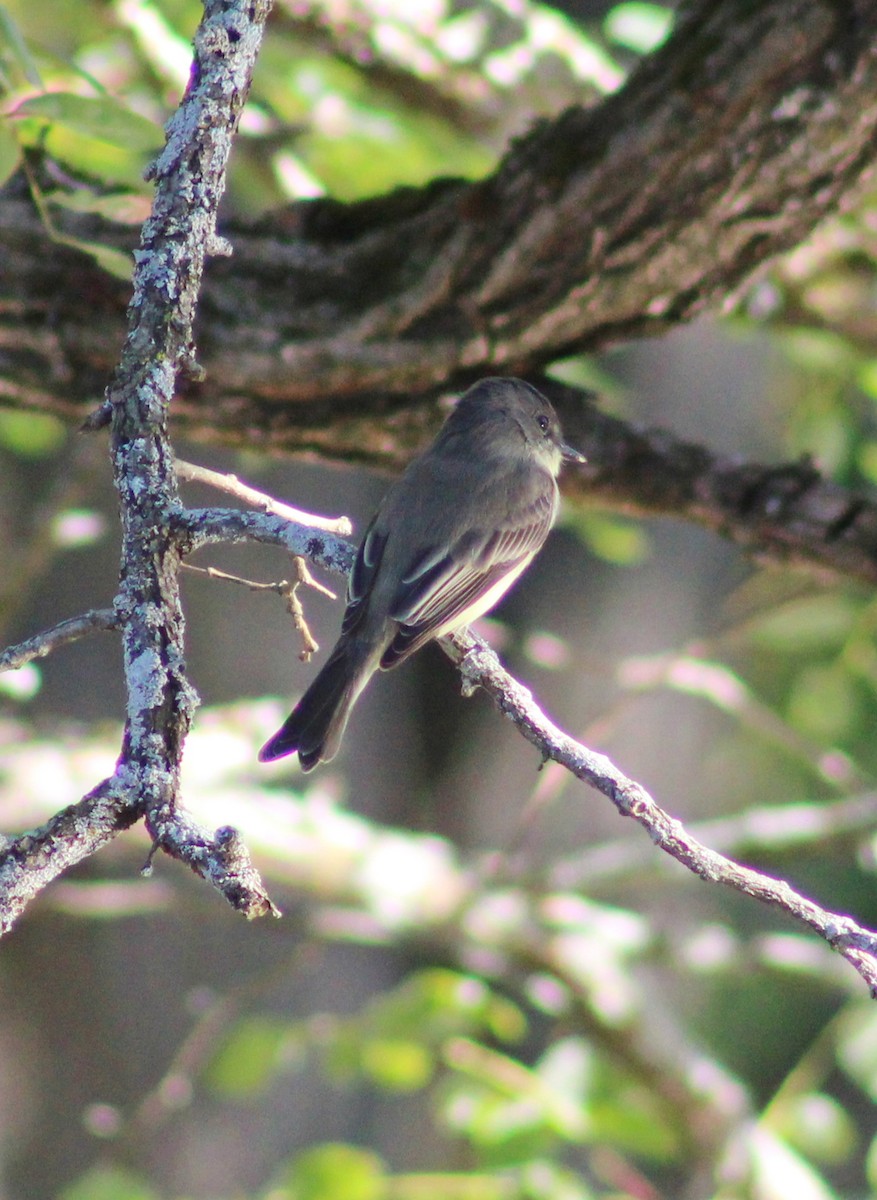 Eastern Phoebe - ML642179285