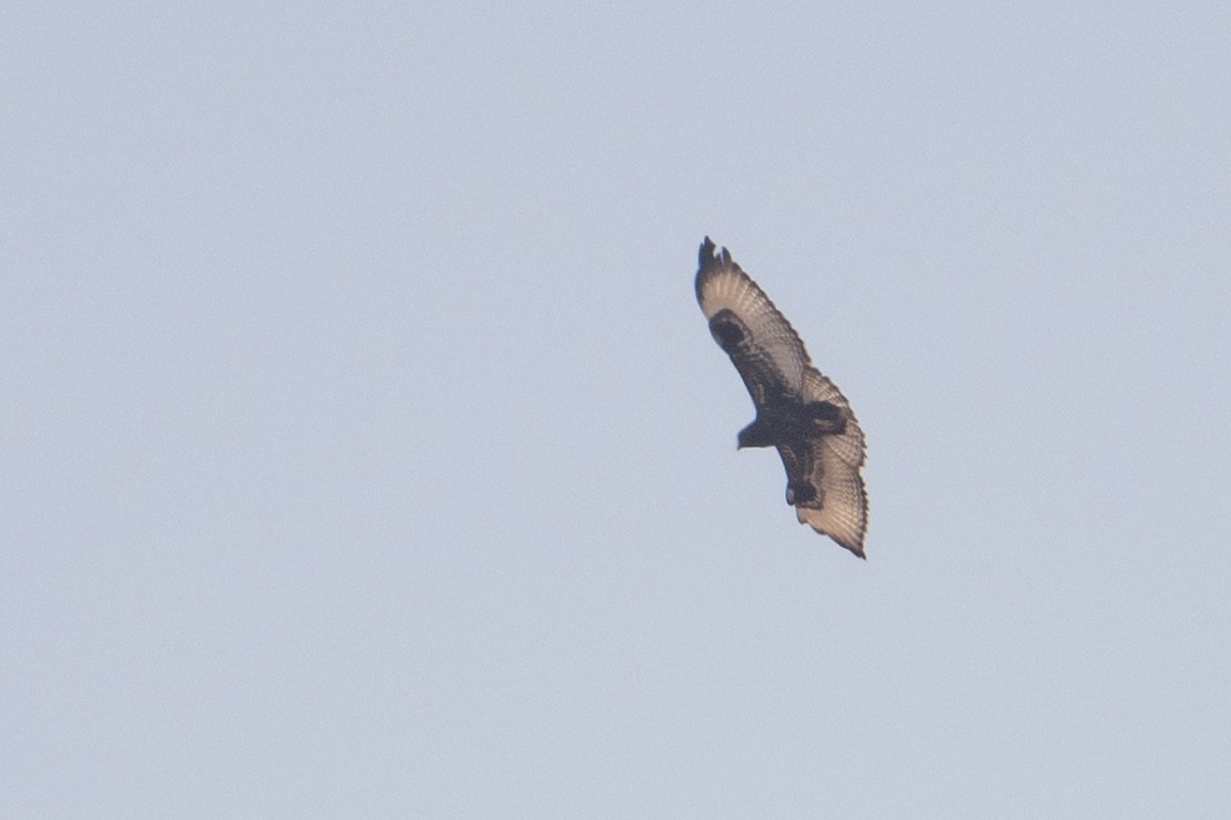 Augur Şahini - ML642179287