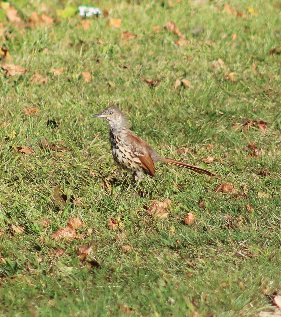 Brown Thrasher - ML642179290