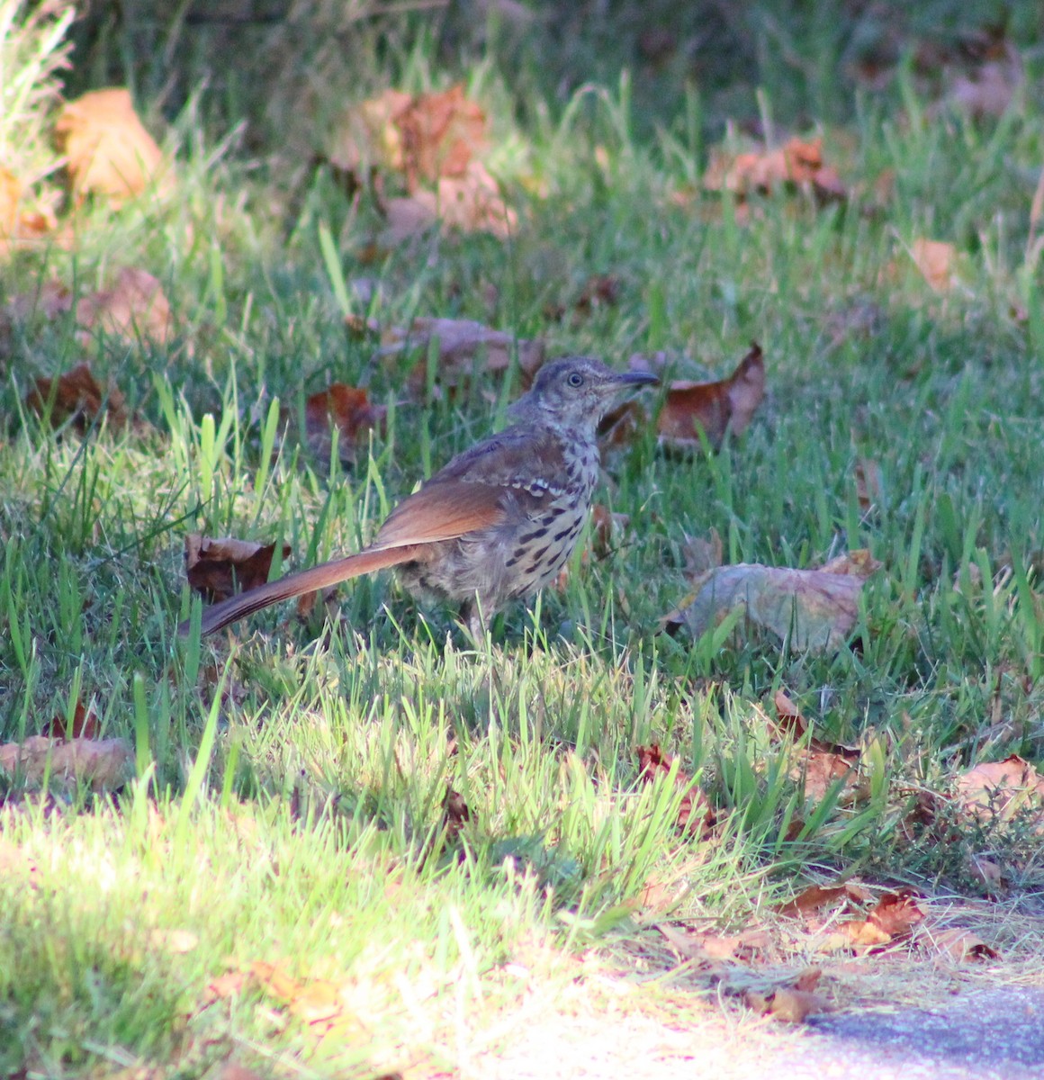 Brown Thrasher - ML642179292