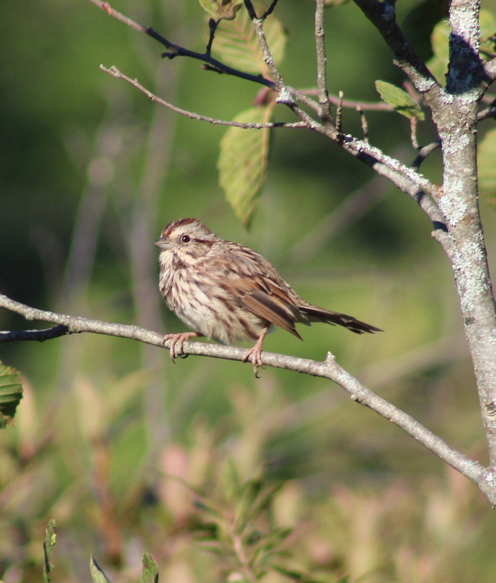 Song Sparrow - ML642179299