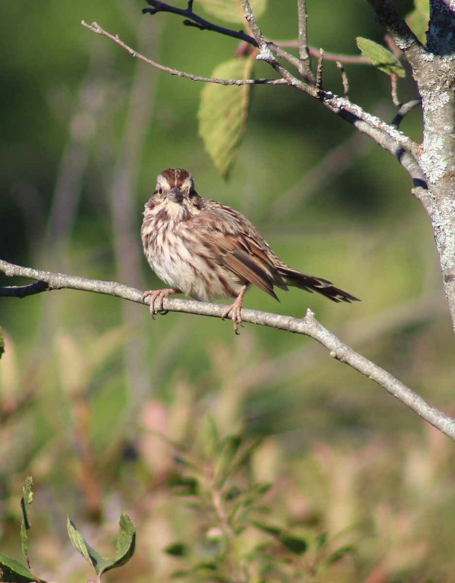 Song Sparrow - ML642179300