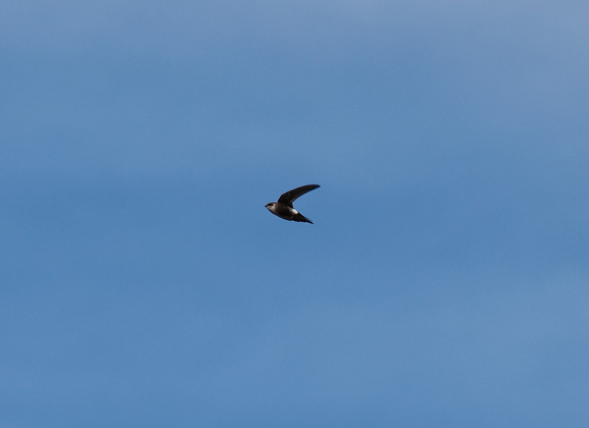 White-throated Swift - ML642179319