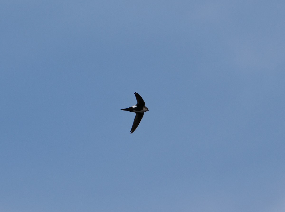 White-throated Swift - ML642179320