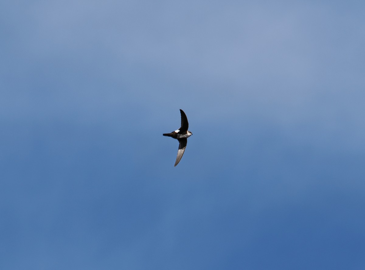 White-throated Swift - ML642179321