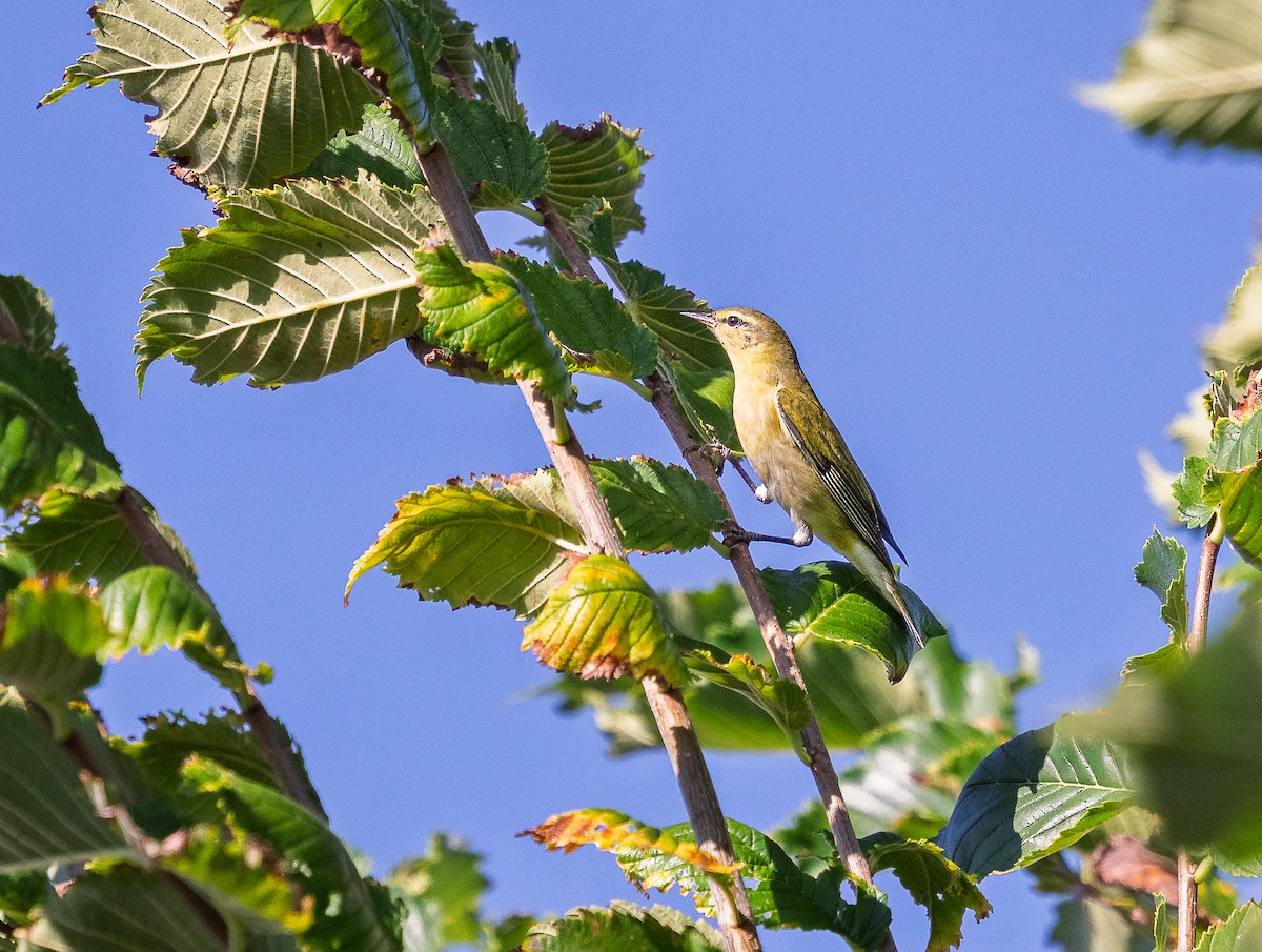 lesňáček olivový - ML642179324