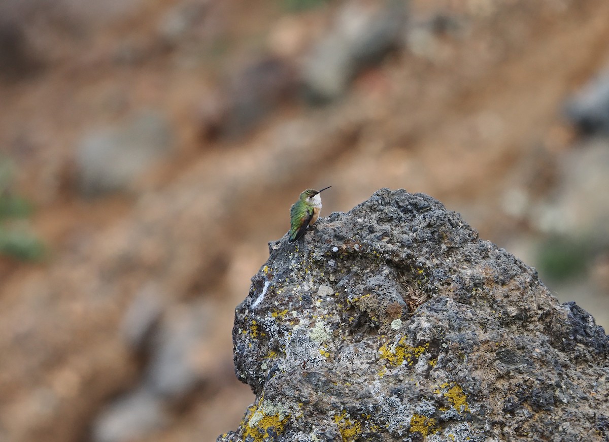 Rufous Hummingbird - ML642179338