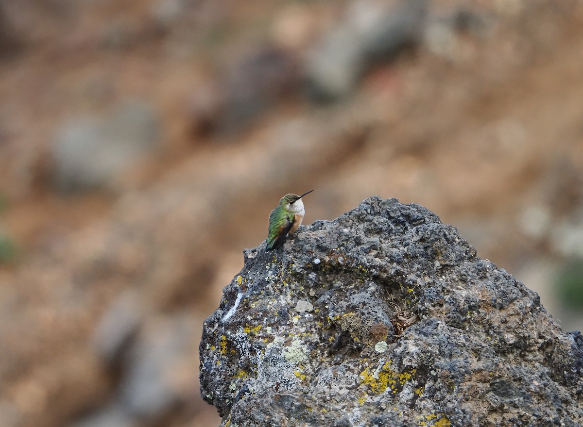Rufous Hummingbird - ML642179339