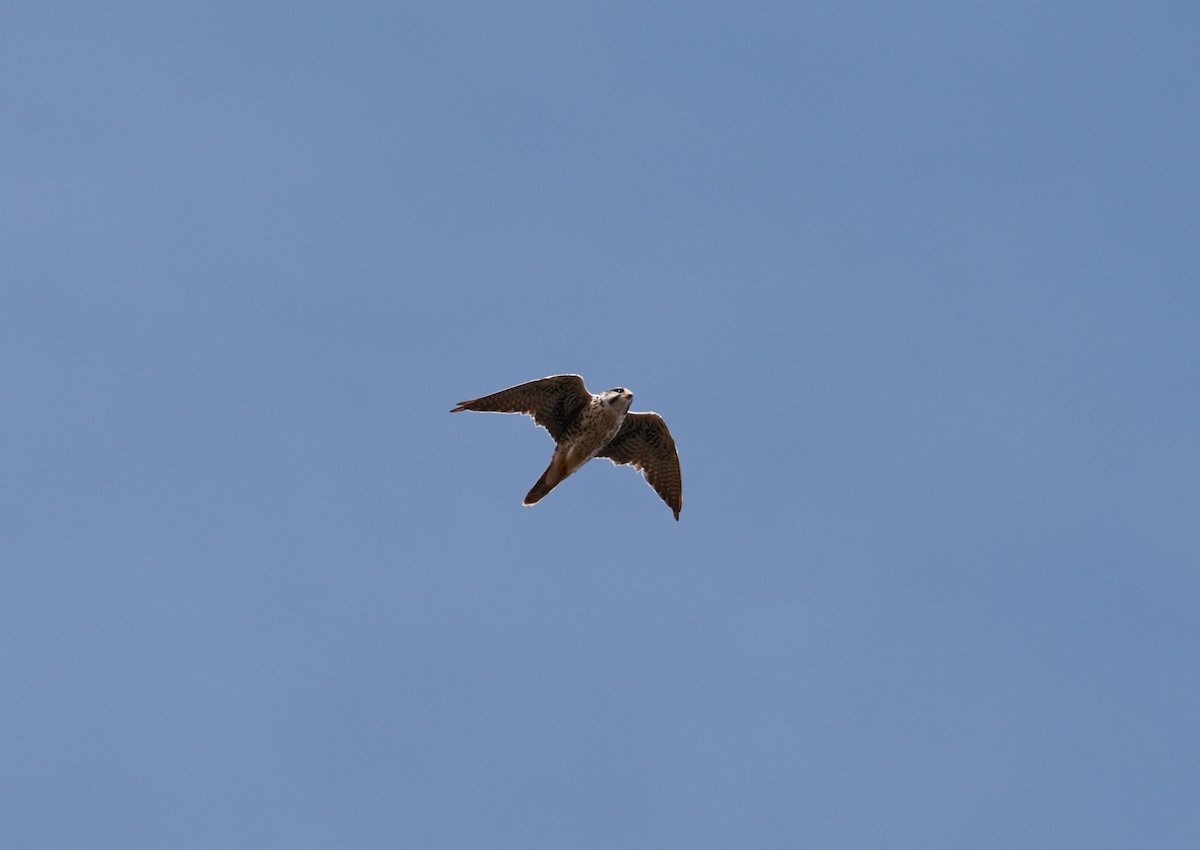Prairie Falcon - ML642179351