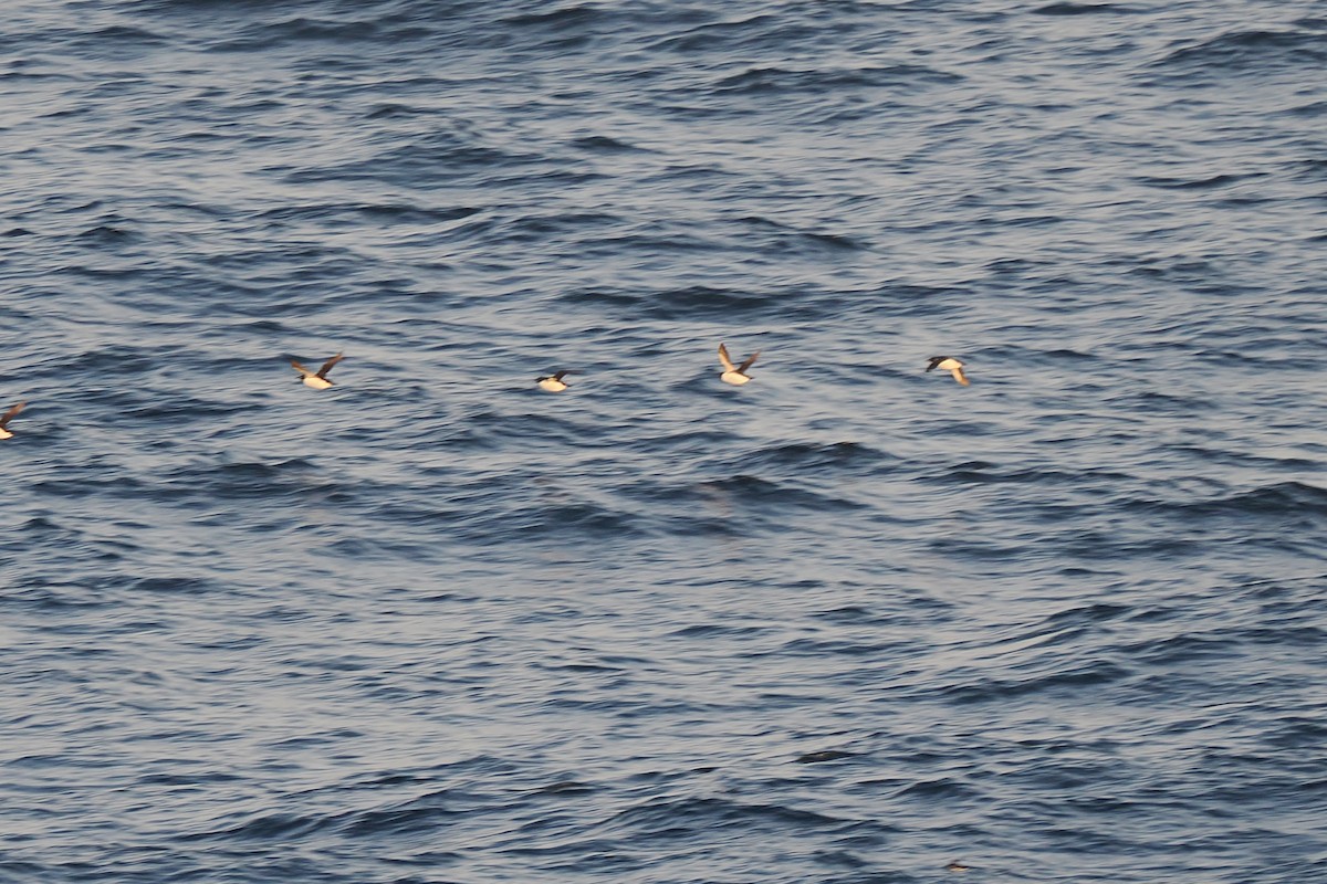 Dovekie - ML642179361