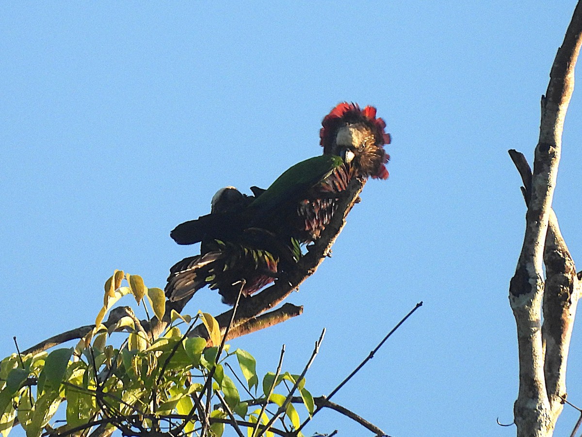 Red-fan Parrot - ML642179369