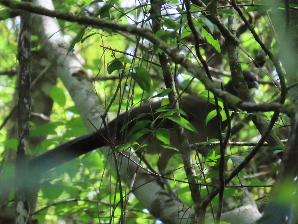 Rufous-vented Chachalaca - ML642179377