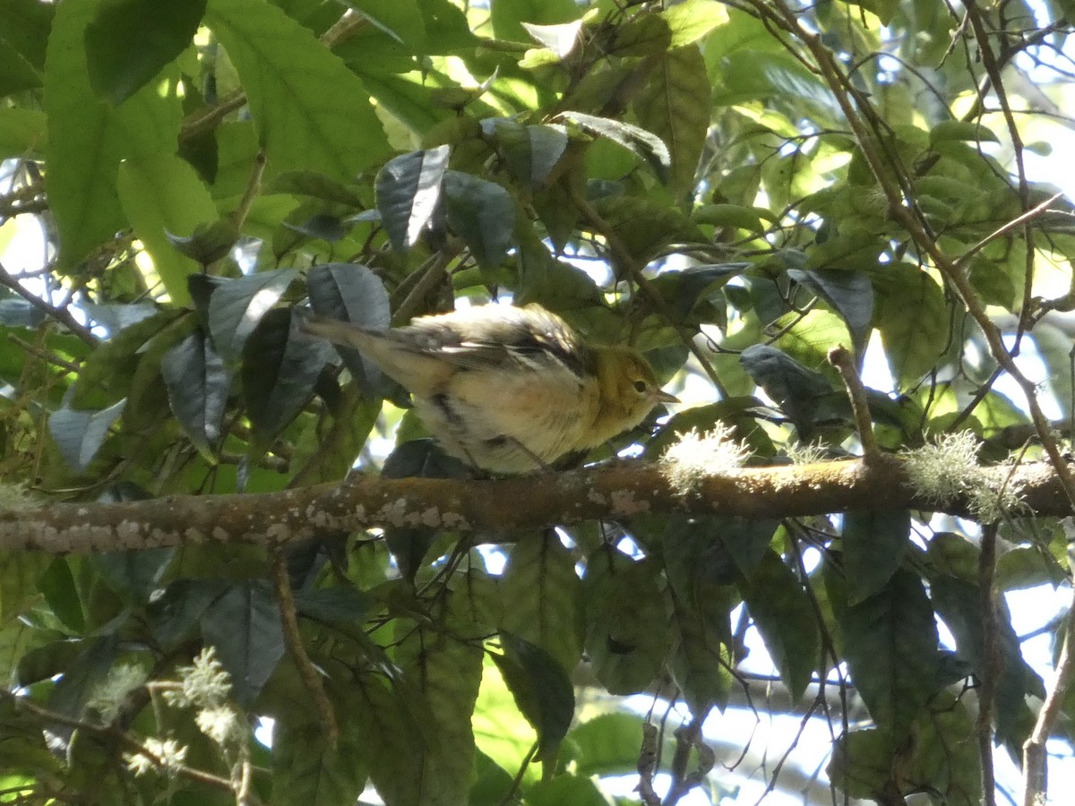 Bay-breasted Warbler - ML642179379