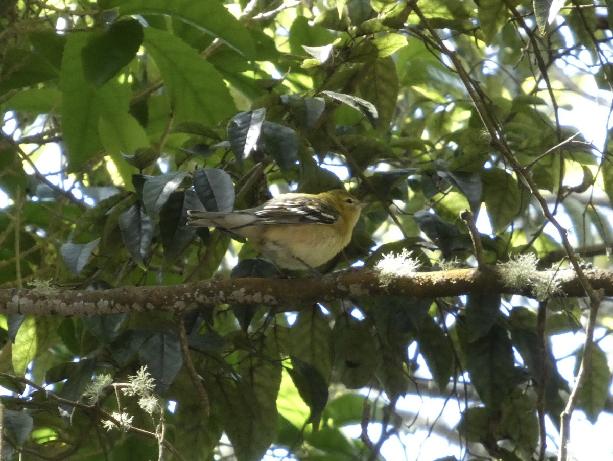 Bay-breasted Warbler - ML642179380
