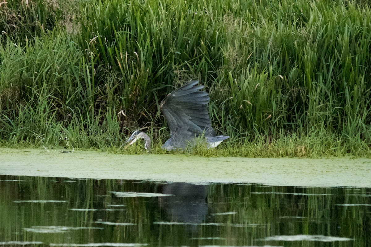 オオアオサギ - ML642179381