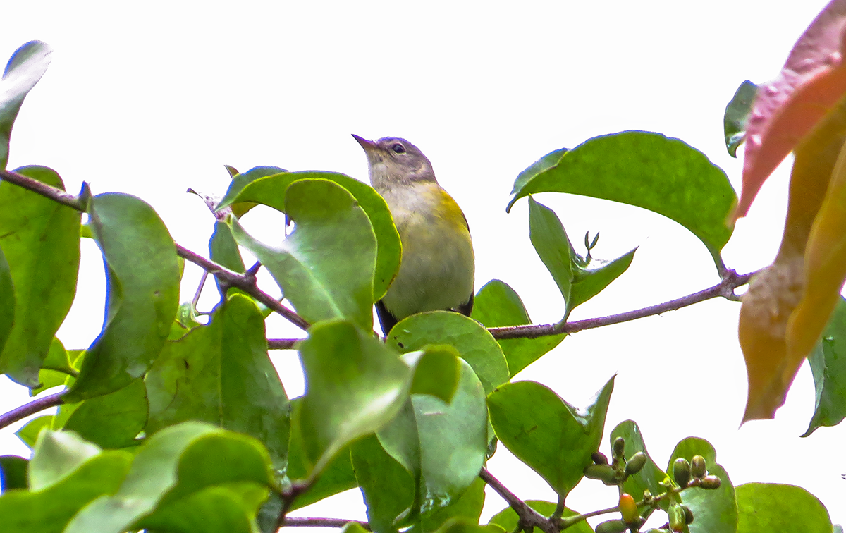American Redstart - ML642179385