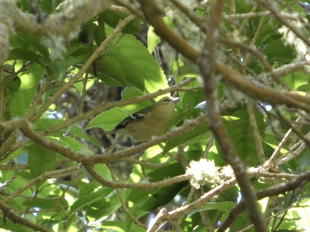 Bay-breasted Warbler - ML642179387
