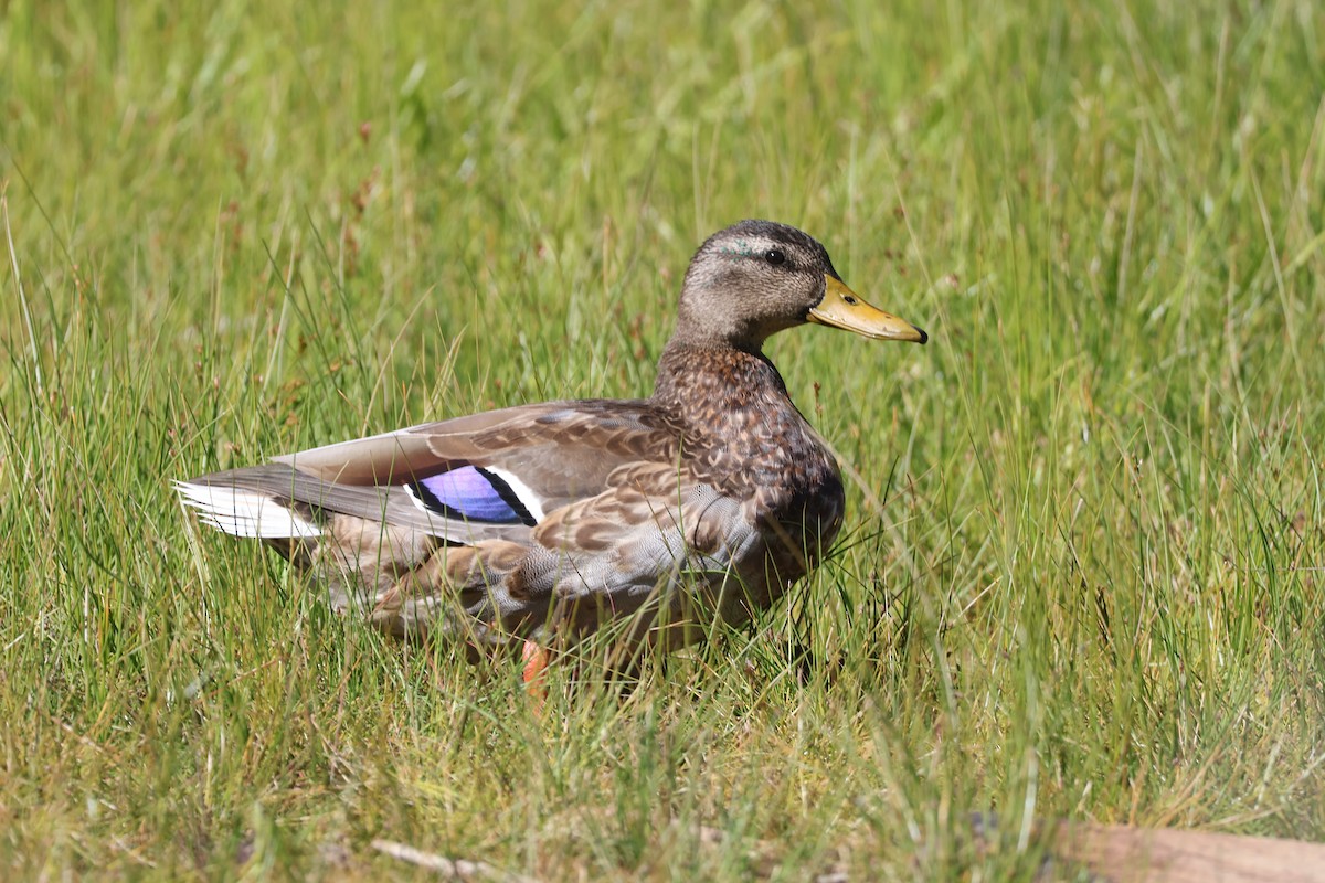 Mallard - ML642179393