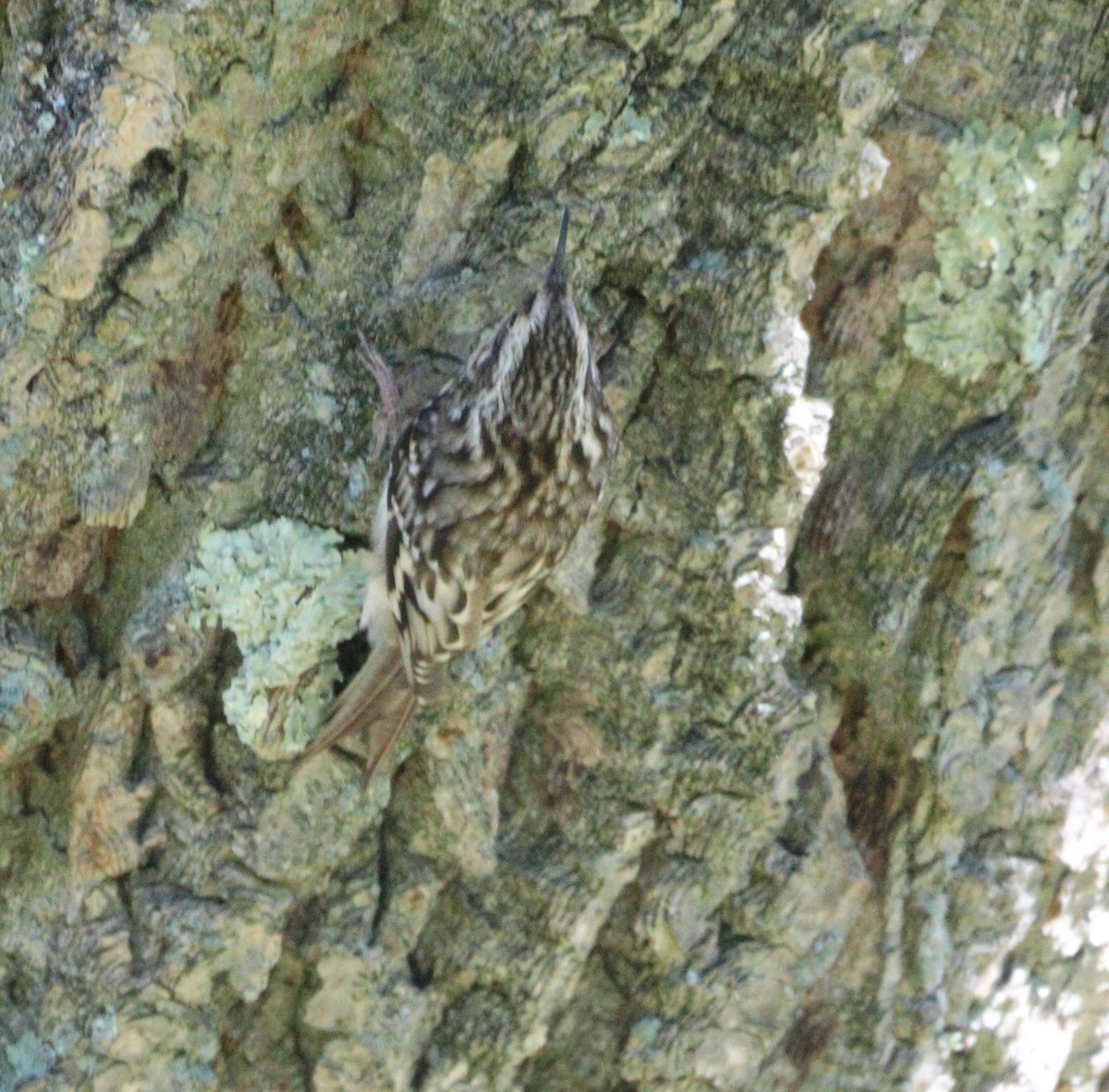 Brown Creeper - ML642179412