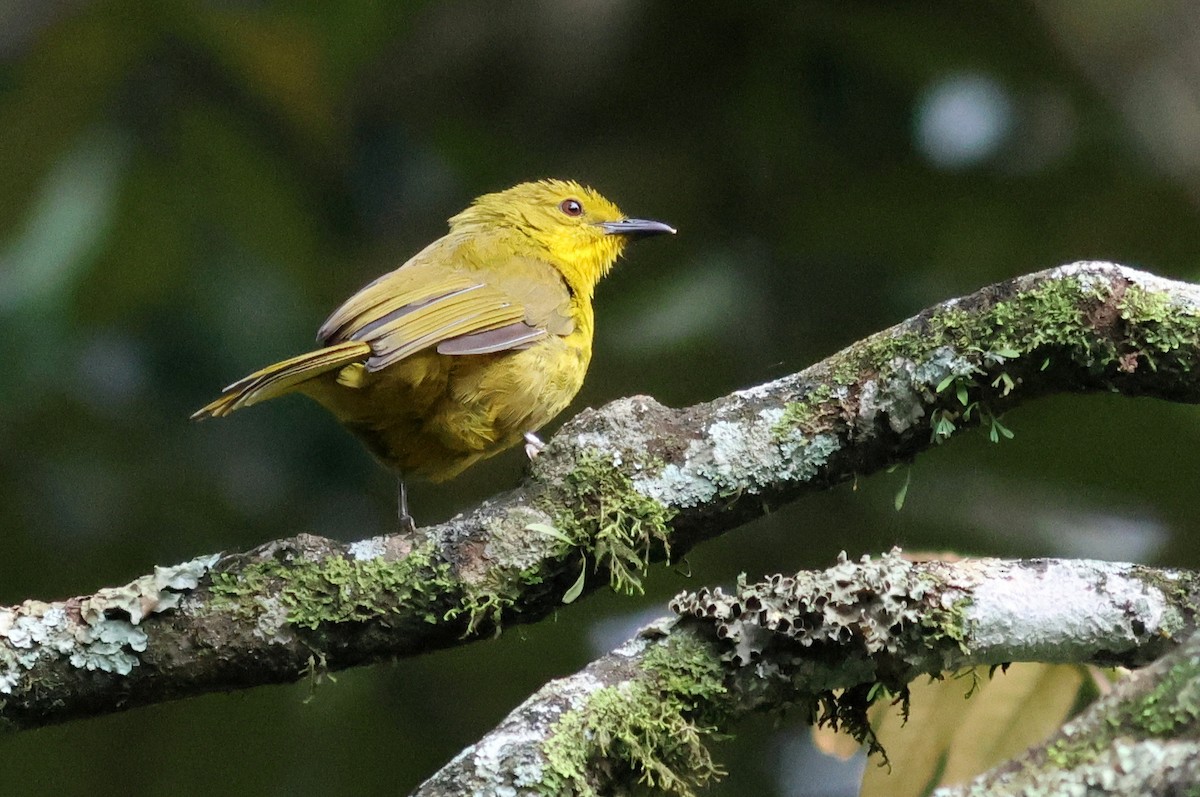 Bulbul Alegre - ML642179415