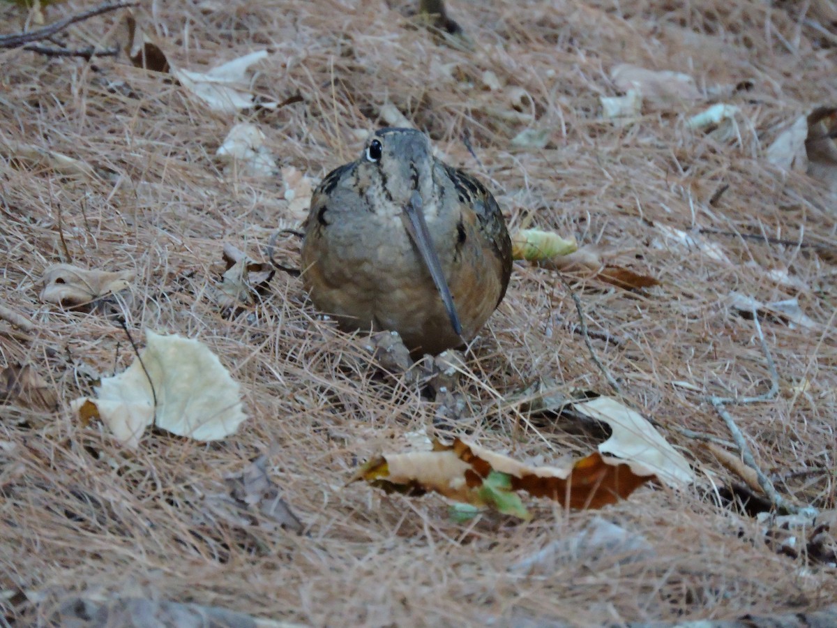 American Woodcock - ML642179418