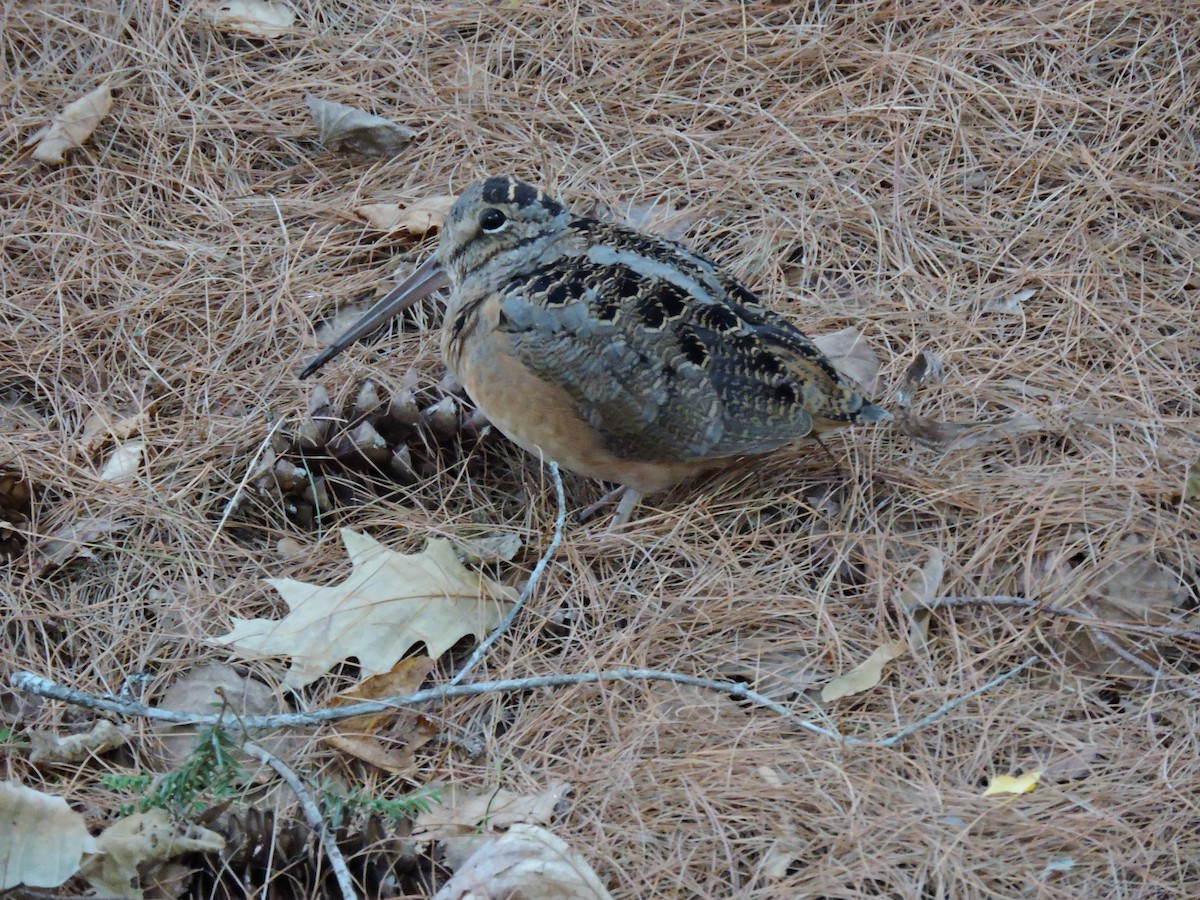 American Woodcock - ML642179419