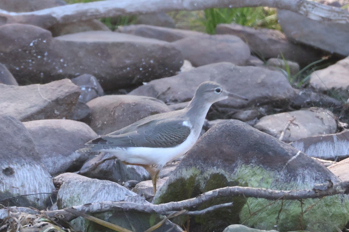 Spotted Sandpiper - ML642179427