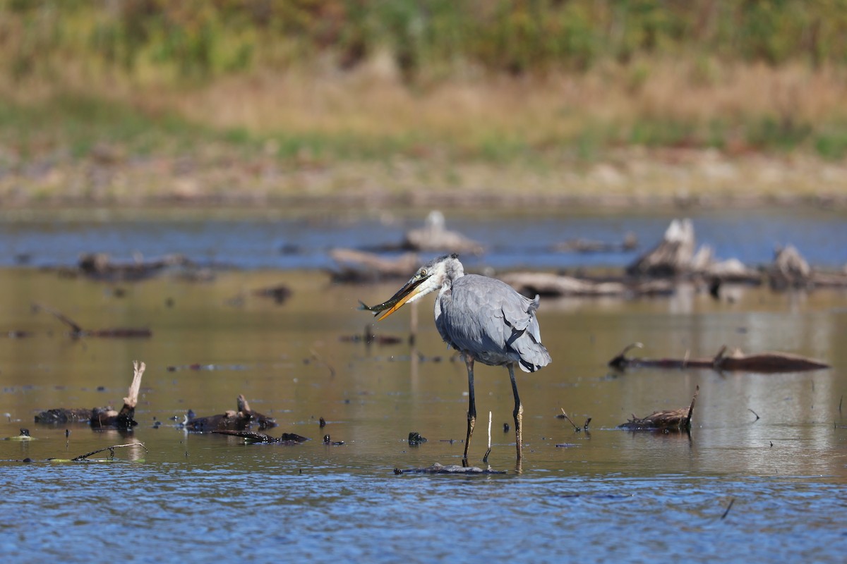 Great Blue Heron - ML642179440