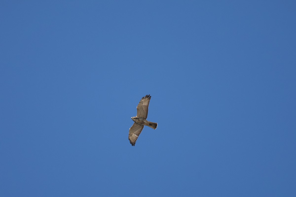 Broad-winged Hawk - ML642179446