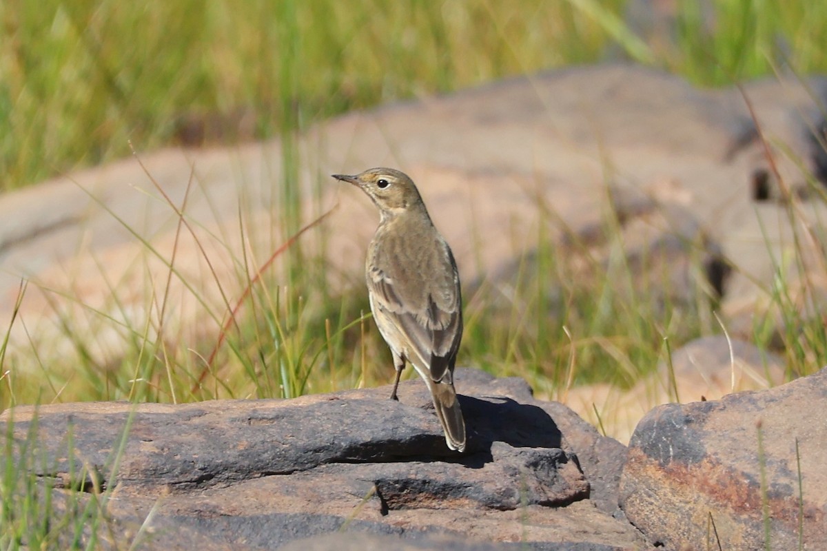 American Pipit - ML642179453