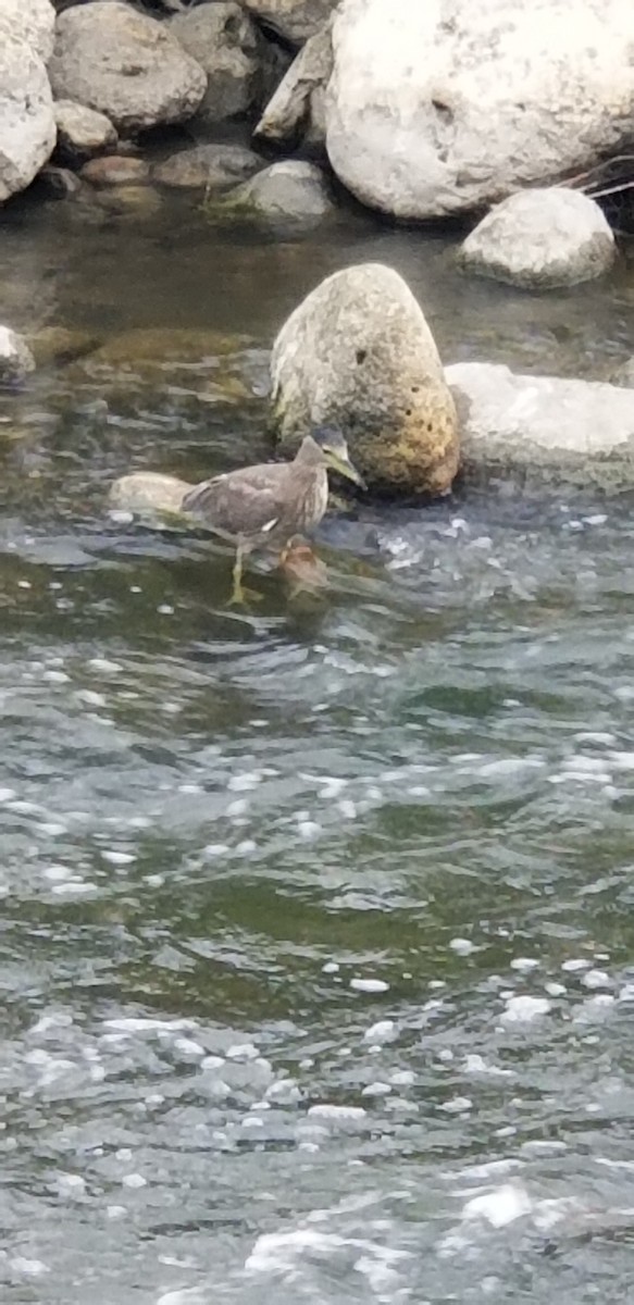 Black-crowned Night Heron - ML642179454